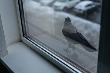 Crow eats in the winter outside the window