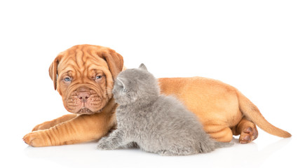 Mastiff puppy lies with gray kitten in profile. isolated on white background