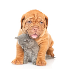Cute mastiff puppy hugs gray kitten. isolated on white background
