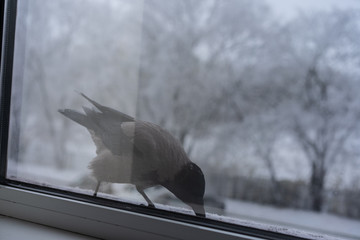 Crow eats in the winter outside the window