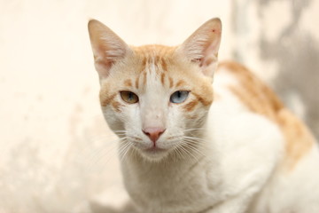 Obraz premium odd eyed cat