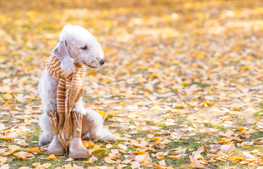 Bedlington terrier dog wearing a warm scarf and boots sits in autumn park and looks away on empty space