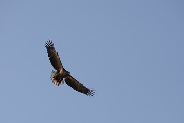 Eagle flying on blue sky background.  White-tailed eagle (Haliaeetus albicilla) hunting in natural...