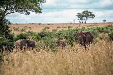 Fototapeta na wymiar Elephants graze in the tall grass of the African Savannah