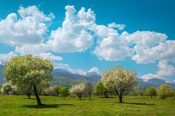 Admirable spring alpine landscape with blossoming orchard and snowy mountains