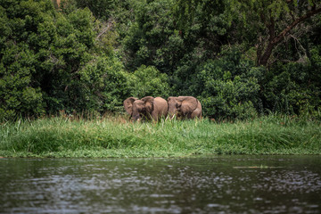 Elephants graze peacefully on the banks of the Nile river