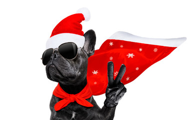 christmas santa claus dog