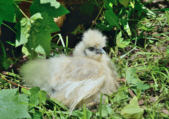 Young cock 8