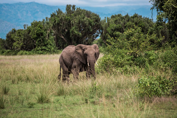 Naklejka premium elephant graze in the bushes among the candelabra trees