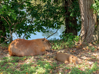 Capybara and its Baby