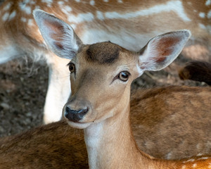 Fallow Deer Head Portrait