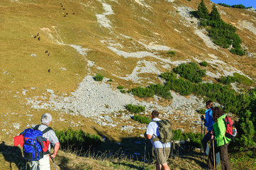 Wanderer beobachten Gemsen während einer Tour im Gebirge