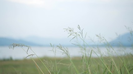Grass flower blowing in the wind with blurred nature mountain hill and riverlake background.
