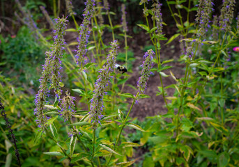 Bumblebee in Lavender