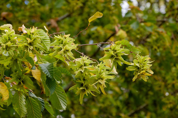Blätter an herblichen Ästen eines Baumes