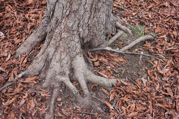 Textured tree roots with fallen autumn leaves in the park. Close up