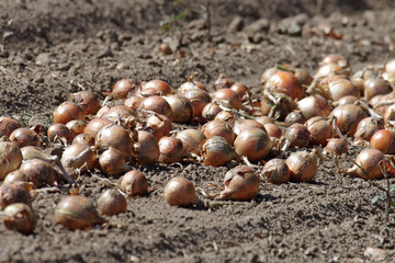 frische zwiebeln auf einem feld