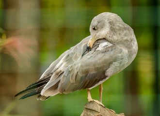 grey seagull sitting on top of cut off branch checking feathers on back