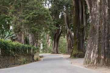 Big Pine tree along the way in Nuwara Eliya, Sri Lanka