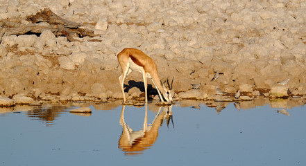 Springbok Antelope drinking at a waterhole, Etosha National Park, Namibia