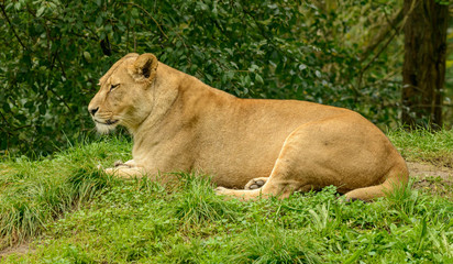 lion female laying and resting in grass