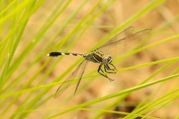 Dragonfly on leaf