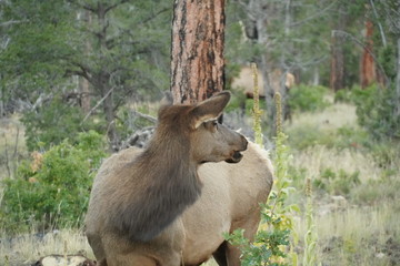 グランドキャニオン国立公園のエルク