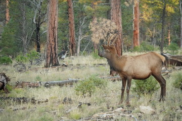 グランドキャニオン国立公園のエルク