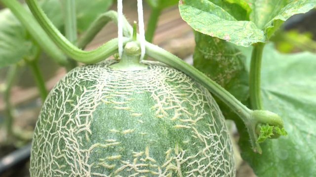 Close up senior woman hand farmer pollinating melon fruits tree by rubbing pollen from male stamen on female carpels flower, hands pull mustache from tendrils vine help effective breeding melon 