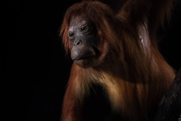 Mounted female orangutang