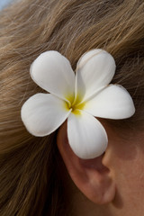 Fototapeta na wymiar Beautiful exotic frangipani flower in the thick hair of a natural blonde.