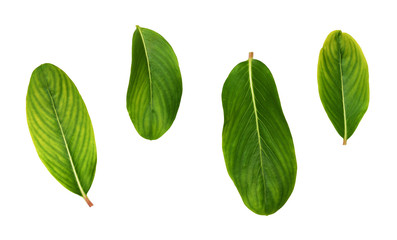 Set of green tropical leaves