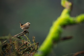 Troglodytes troglodytes. Wild nature. From the life of birds. Beautiful picture. Nature of the Czech Republic. Bird in the forest.