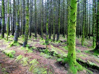 Obraz premium Scotland woods