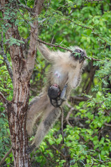 Kotawiec sawannowy (Vervet monkey) - obrazy, fototapety, plakaty