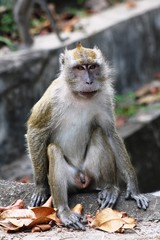 Monkey in Asia