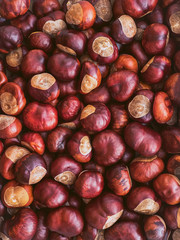 many ripe brown unpeeled chestnuts - vertical background