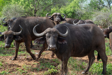 Fototapeta premium Syncerus - bawół afrykański