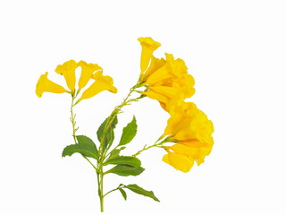 Yellow elder flower or Yellow bells (Tecoma stans) blossom on green branch isolated on white background, common names include yellow trumpetbush and ginger-thomas.