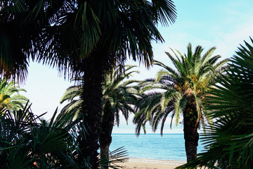 Fototapeta premium tropical Palm trees on the sandy beach of the coast