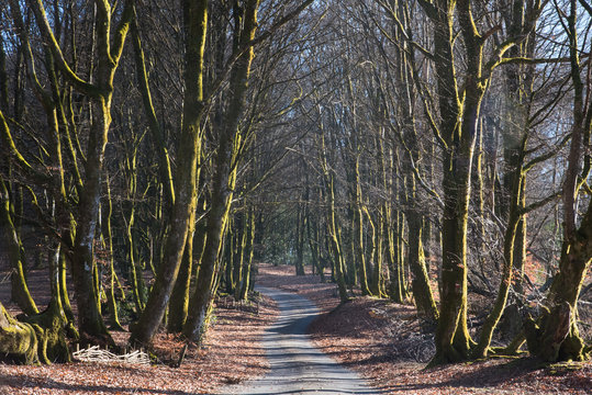route dans les bois du morvan en hiver