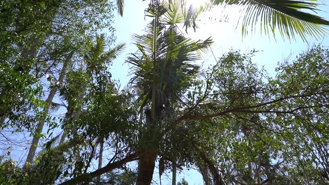 Naturaufnahme in Bali