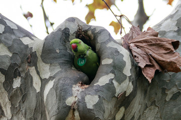 Indian redneck female looking out from her cozy hole