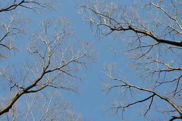looking up at branches of trees against blue sky