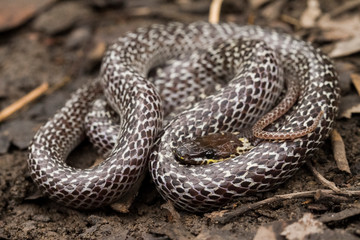Oriental wolfsnake (Lycodon capucinus) found in tropical forest Though the wolf snake is...