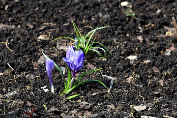 Blue Crocus in spring Park