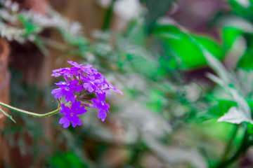 Beautiful blooming mini flowers in the garden with blurry background