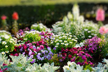 flowers in the garden