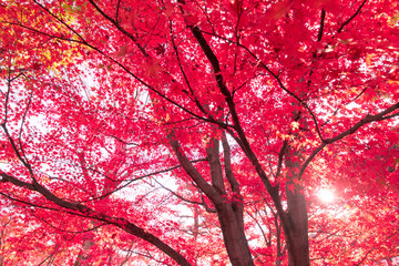 美しい京都の紅葉