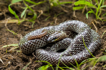 Oriental wolfsnake (Lycodon capucinus) found in tropical forest Though the wolf snake is...